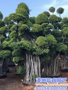 高度8米小叶榕桩头、大型精品提根造型榕树桩头&景观造型小叶榕基地